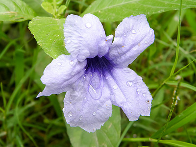 寄生花恶魔的喇叭Vespertine开花植物上的雨滴水 特写 自然中的美微距环境保护紫罗兰花植物群衬套农田种子图案花瓣雨季图片