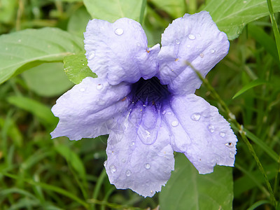 寄生花恶魔的喇叭Vespertine开花植物上的雨滴水 特写 自然中的美花瓣花卉环境保护微距植物学反射花头蓝色脆弱性紫罗兰花图片