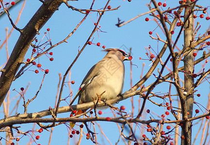 鸟儿在冬天吃浆果图片