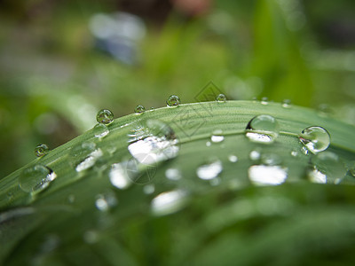 一些雨滴绿草叶上的水滴的宏植物矿物草本植物草地生活生长森林天气气候环境图片