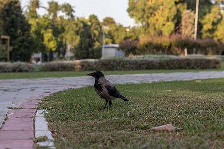 黑乌鸦站在公园的地上 颜色变得高贱图片