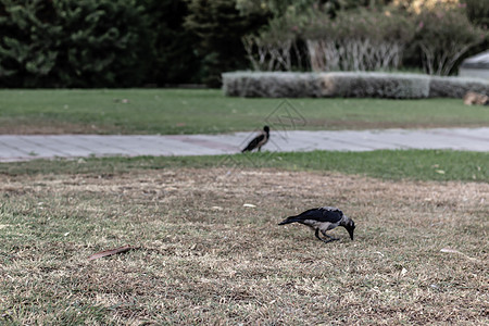 一只鸟在公园喂食 - 寒冷的颜色在这个Au占主导地位图片