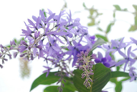 紫色鲜花美丽花圈花束荒野婚礼花瓣女王植物花园蓝色图片