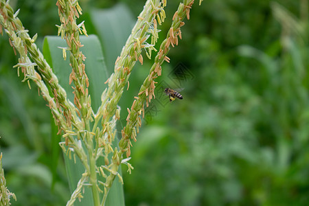 蜜蜂在大自然中授粉玉米花图片