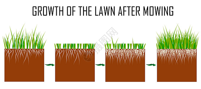 草坪割草过程的步骤前后 草坪草护理服务 园艺和景观设计 文章的单独插图 信息图表或白色背景说明器具割草机生长工作园丁院子绿化叶子图片