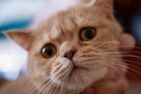 英国蜜桃色猫手握着粗糙的背景小猫毛皮羊毛图片