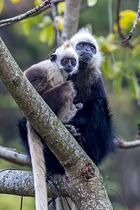 白头黑兰古尔婴儿国家白色植物动物荒野公约古猿旅行野生动物图片