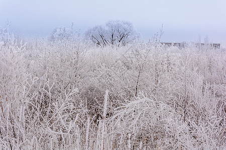 冬季大自然的美丽墙纸地平线季节公园木头旅行雪堆场景荒野衬套图片