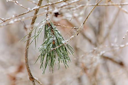冬季大自然的美丽天空植物群针叶云杉松树森林天气环境树林公园图片