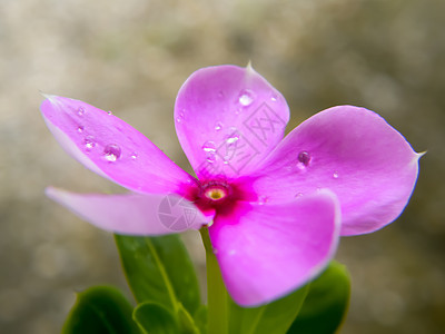一朵可爱漂亮的粉红色长春花 精致的花朵 迷人的小兰花 流血的紫色心形 小美人精 野生百里香 自然背景 特写 复制空间花粉气候红花图片