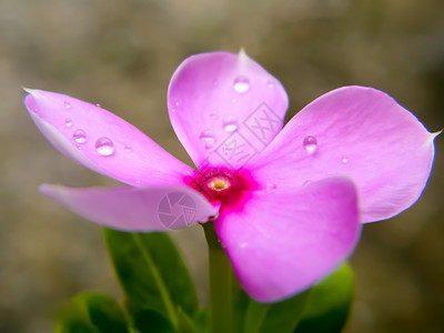 一朵可爱漂亮的粉红色长春花 精致的花朵 迷人的小兰花 流血的紫色心形 小美人精 野生百里香 自然背景 特写 复制空间宏观红花植物图片