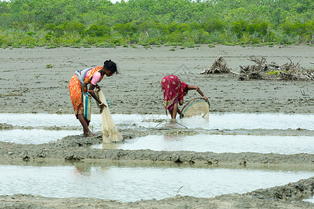 印度农村就业和劳动力代表 2019年5月 南亚太平洋分会奥里萨(Orissa)的 利用渔网在乡村池塘集水区捕捞鱼的年轻妇女图片