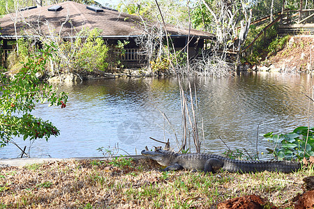 佛罗里达Everglades国家公园的鳄鱼图片