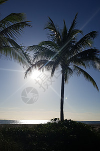 劳德代尔堡日落之城 背面有棕榈树 空海滩和冷海图片
