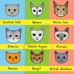九只猫品种以可爱的卡通风格出现 名字在鲜艳的彩色背景上图片