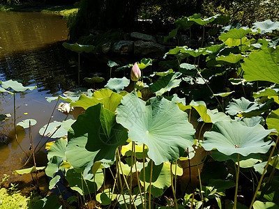 绿莲花在泥水中叶子植物群植物绿色树叶池塘图片