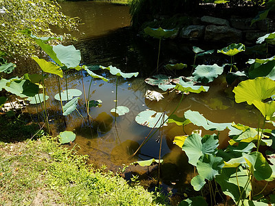 绿莲花在泥水中叶子植物群植物树叶池塘绿色图片