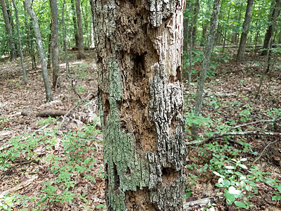 在森林或林木中树干致病或腐烂树叶风化树木图片