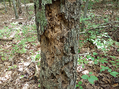 在森林或林木中树干致病或腐烂风化树木树叶图片