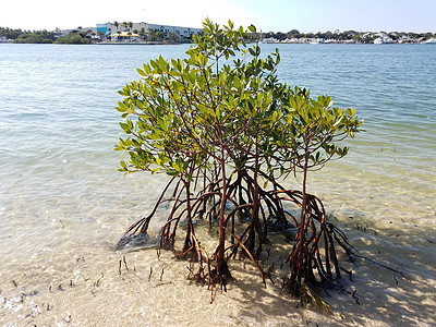 佛罗里达岸边有水的沙沙红树红树林植物群植物支撑树叶海洋植物学海滩图片