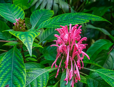 由来自美洲亚特兰地森林的多彩热带植物种状花朵 花香背景图片