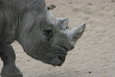 白犀牛模姆灭绝喇叭犀牛牛角出纳野生动物图片