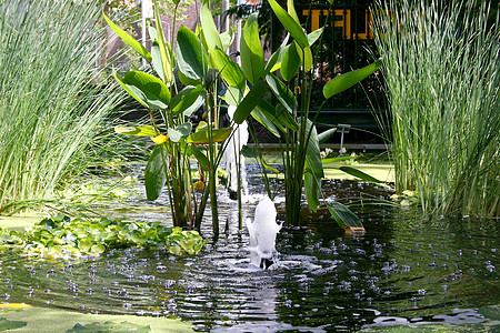 池塘水景支撑水生植物地景水剧自然界芦苇喷泉香蒲泰奇图片