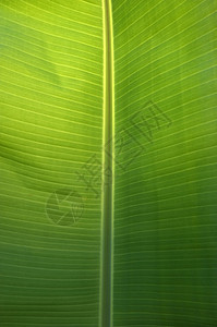 新鲜的绿色香蕉叶子纹理背景花园蓝色环境生长季节热带植物线条墙纸树叶图片