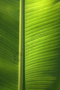 新鲜的绿色香蕉叶子纹理背景花园生长环境线条墙纸季节树叶植物热带蓝色图片