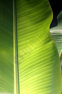 新鲜的绿色香蕉叶子纹理背景线条花园树叶植物蓝色宏观季节环境墙纸生长图片