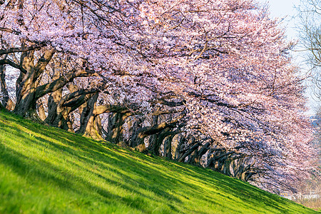 春天的樱花树 日本京都花瓣花园植物隧道晴天风景场地季节树叶时间图片