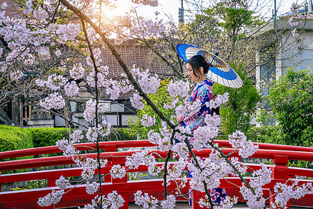 在日本京都寺庙的春天 身着日本传统和服和樱花的亚洲妇女女性女孩公园文化樱花女士花园裙子衣服艺妓图片