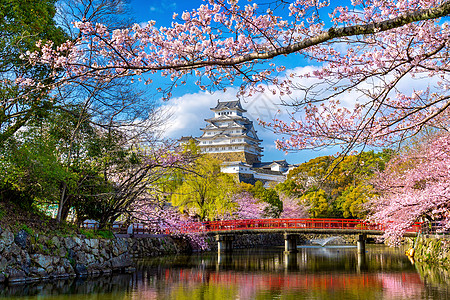 樱花和城堡 在日本冰地花园世界游客旅行季节公园文化吸引力花瓣观光图片