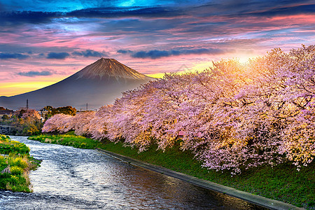 东京风景日出时春的樱花和藤山 在日本静冈背景