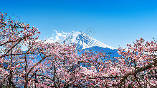 日本春天的藤山和樱花盛开天空游客观光日落风景蓝色天际节日全景火山图片