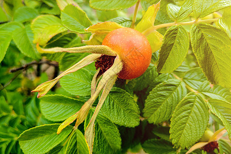 绿叶 明亮的秋天背景 在树枝上放着狗玫瑰果子叶子衬套收成食物药品植物浆果农业花园水果图片