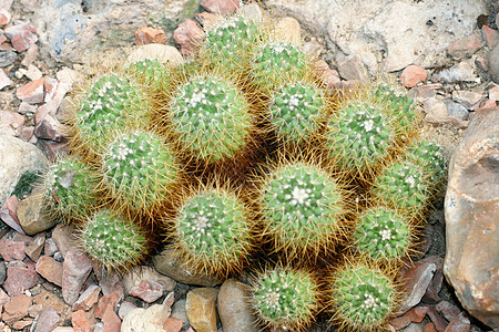 cacti 仙地刺客植物花园妈妈沙漠荆棘卡丁集团球形图片