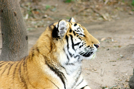西比亚虎濒危捕食者大猫卡策动物园鲭鱼动物图片