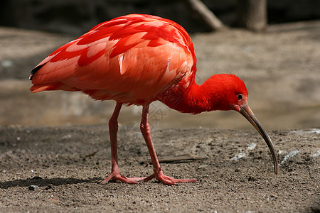 红色 Ibis Eudocimus 卢布动物羽毛动物群腐烂红鹮自然界草料鸟类图片