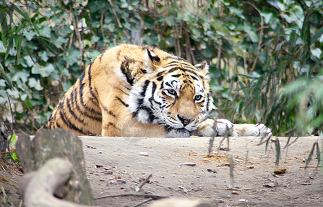 西比亚虎动物卡策濒危大猫动物园鲭鱼捕食者图片