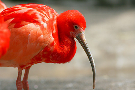 红色 ibis (Eudocimus 卢布)图片