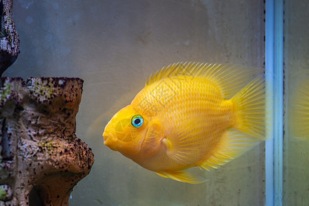 淡水水族馆的红鹦鹉Cichlid水族馆鱼类图片