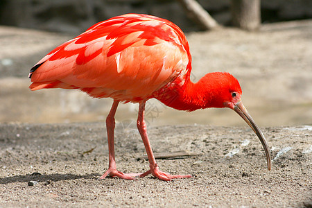 红色 Ibis Eudocimus 卢布红鹮羽毛动物鸟类草料自然界腐烂动物群图片