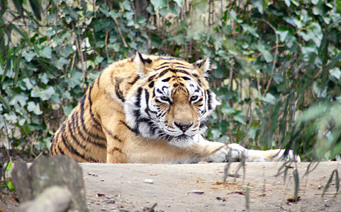 西比亚虎卡策大猫濒危动物捕食者动物园鲭鱼图片
