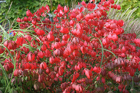 红叶落叶药草树叶装饰品花园叶子衬套植物红色图片