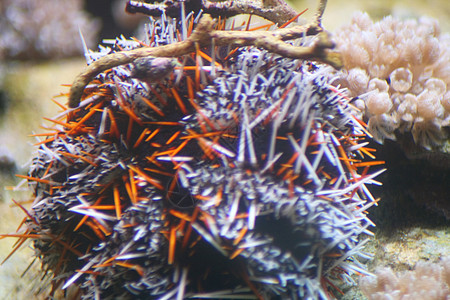 海胆(白氯氯化二烯)图片