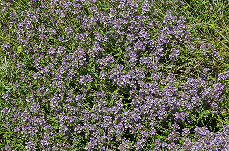 花园百里香 百里香 布雷克兰百里香 野生百里香或在草本植物 普拉纳山领域开花的匍匐百里香图片