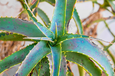 Cactus 的特写叶子肉质尖刺植物学绿色花环环境图片