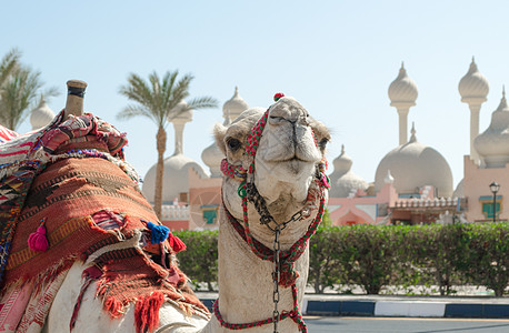 在阳光明媚的沙姆沙伊赫街道上 用一条亮毯子骑着骆驼沙漠异国运输情调海枣街道圆顶晴天沥青旅游图片