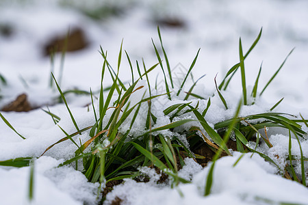 麦田在冬季被雪覆盖 冬小麦 绿草如茵 雪下的草坪 在寒冷中收获 为面包种植粮食作物 与庄稼文化的农业过程豆芽冬粮环境季节农村阳光图片